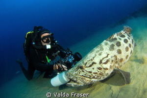A loveable, but poorly behaved potato bass. by Valda Fraser 